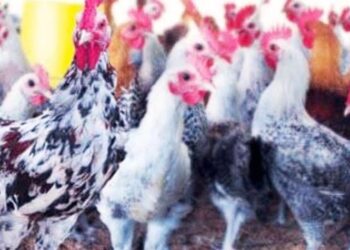 Budidaya Ayam Kampung Super Masih  Belum Banyak Diketahui Masyarakat di Bartim