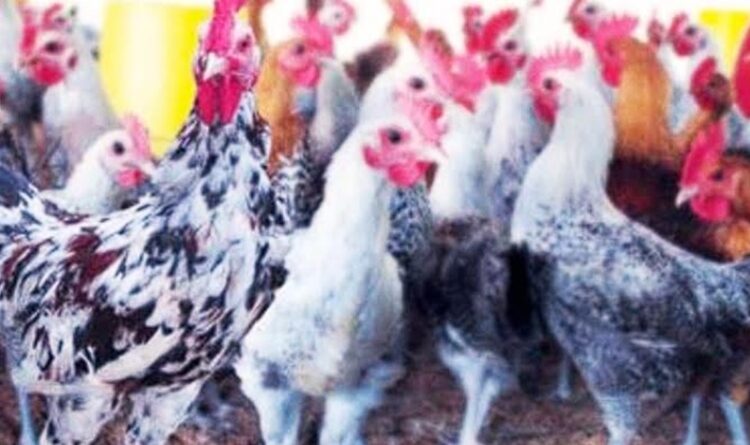 Budidaya Ayam Kampung Super Masih Belum Banyak Diketahui Masyarakat di Bartim