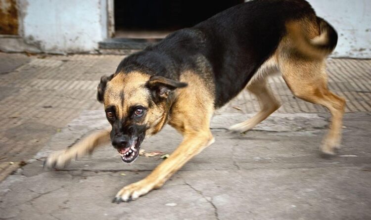 Anjing Peliharaan Kerap Ambil Barang Tetangga dan Resahkan Warga Jalan Hiu Putih VIIA