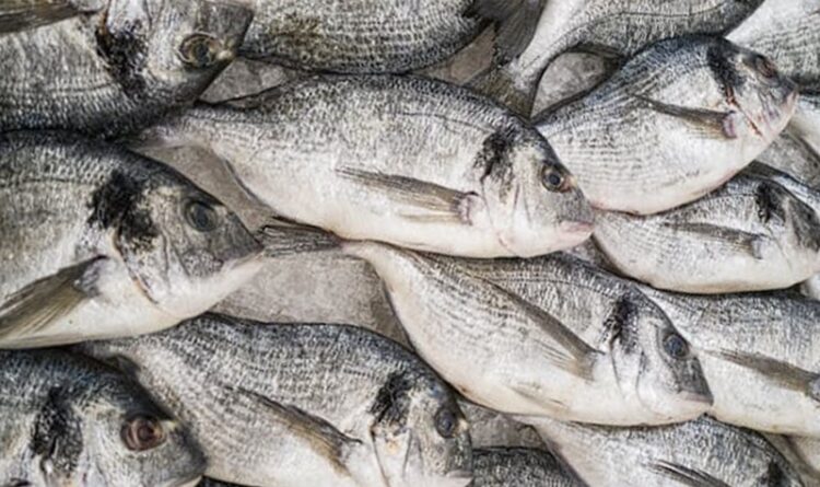Perubahan Iklim Drastis, Sebabkan Banyak Ikan Budidaya Kolam Mati Mendadak