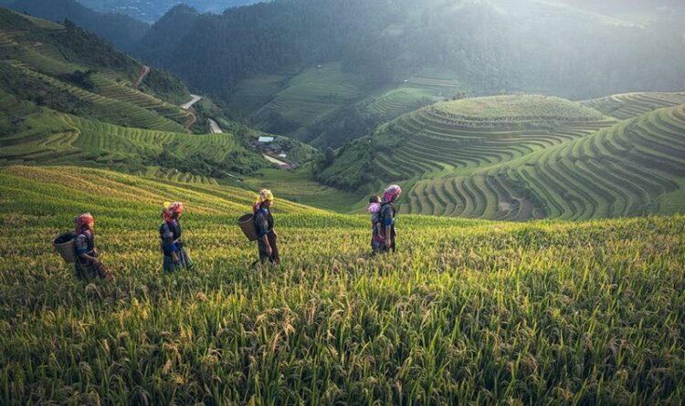 Hortikultura dan Peternakan Dongkrak NTP Kalteng Juli 2025