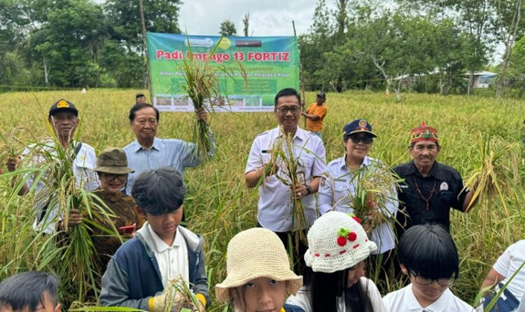 Panen Rata Padi Varietas Impago 13 Fortiz Berhasil