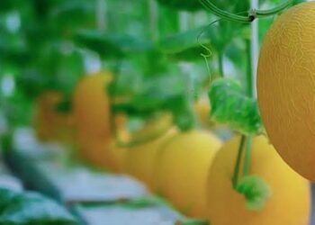 Melon Hidroponik di Bartim Belum Ada Yang Melirik
