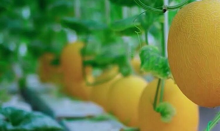 Melon Hidroponik di Bartim Belum Ada Yang Melirik