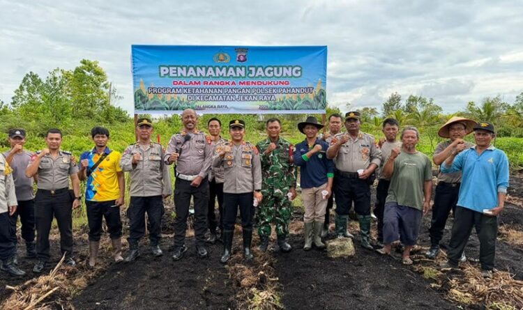 Sinergi Polri-TNI dan Warga, Polsek Pahandut Kelola 2,5 Hektar Lahan Jagung di Palangka Raya