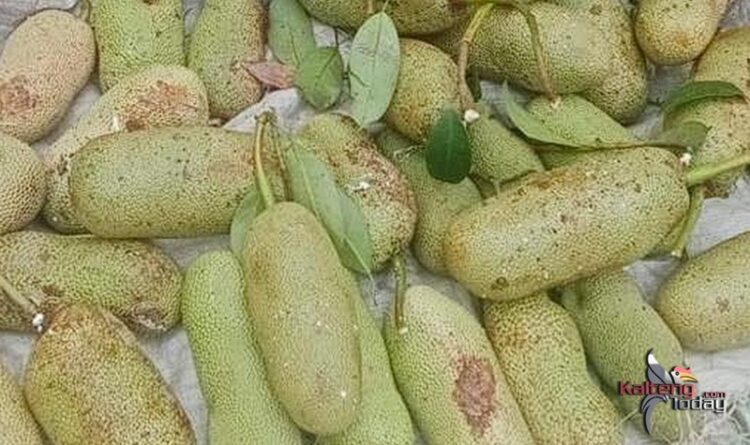 Cempedak Bartim, Masih Jadi Lirikan di Kandang Sendiri Maupun di Luar Kabupaten