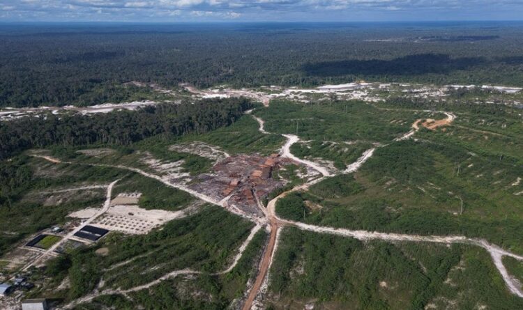SOB: Deforestasi di DAS Kapuas Masih Terjadi, Target Karbon Jadi Paradoks